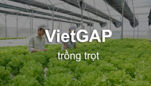 tu-van-vietgap-trong-trot-4