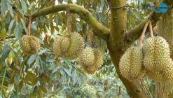 vùng trồng cơ sở đóng gói sầu riêng