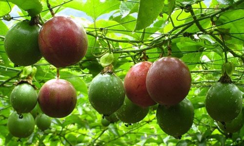 vùng trồng trái cây xuất khẩu Trung Quốc