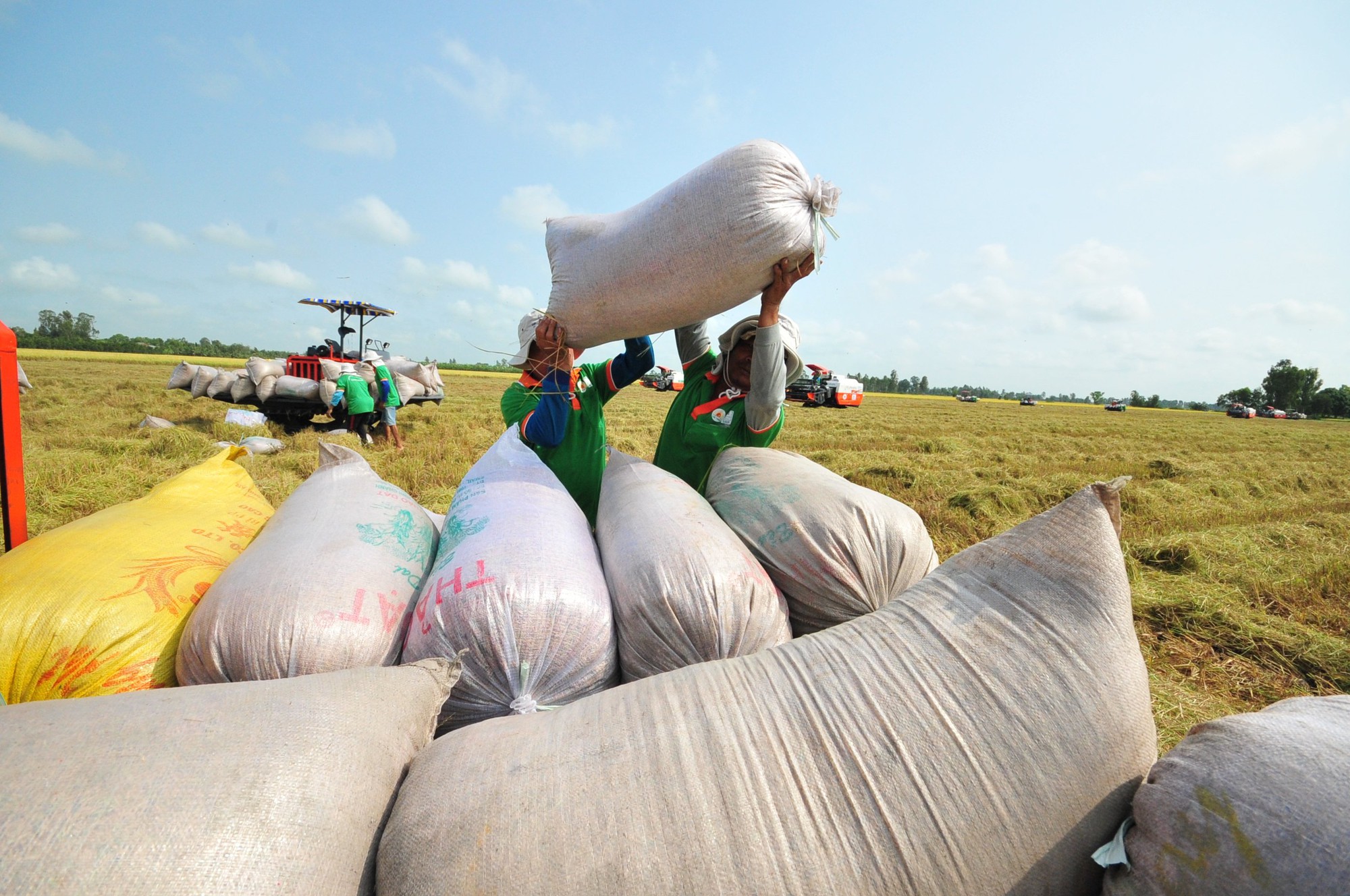 Doanh nghiệp xuất khẩu gạo cần đăng ký Quota theo quy định của nhà nước 