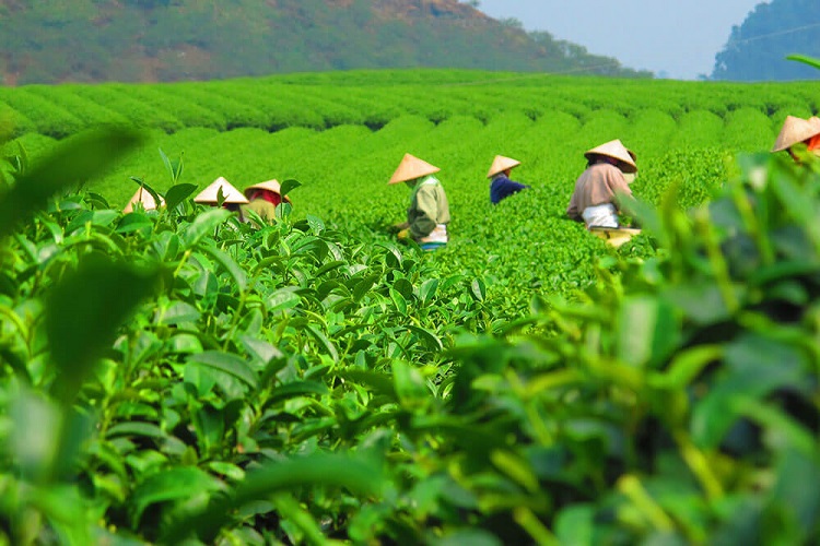 Có 4 tiêu chí đánh giá doanh nghiệp thực hành sản xuất nông nghiệp Việt Nam