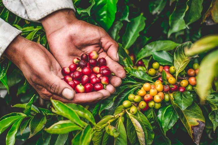 Robusta là loại cà phê được trồng nhiều nhất ở nước ta