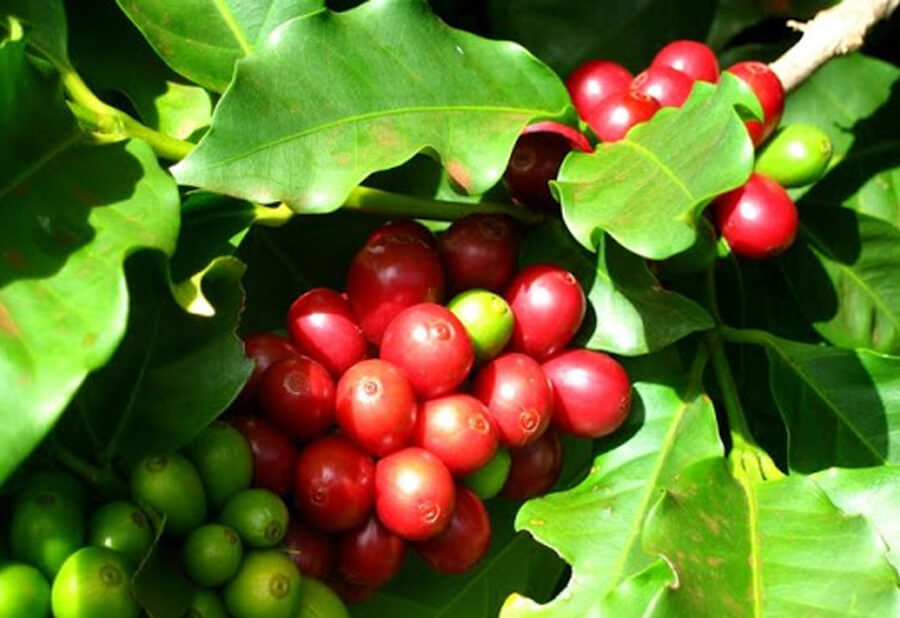 Cà phê mít ở Việt Nam phân bổ ở một số tỉnh như Tây Nguyên
