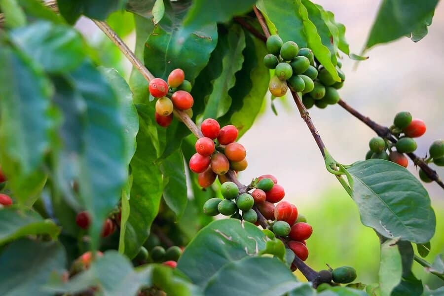 Cà phê Moka là loại cây khó trồng, dễ bị sâu bệnh nên diện tích chưa nhiều