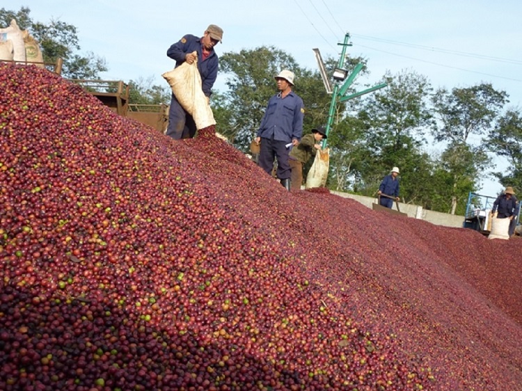 Intimex Group giữ vị trí số 1 về xuất khẩu cà phê Việt Nam 