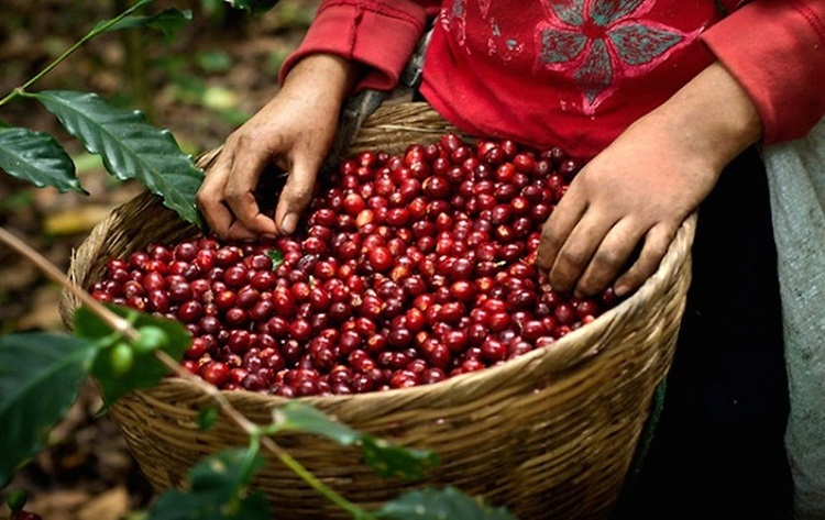 Việt Nam là quốc gia xuất khẩu cà phê lớn thứ 2 thế giới và là nước có sản lượng cà phê Robusta lớn nhất thế giới. 