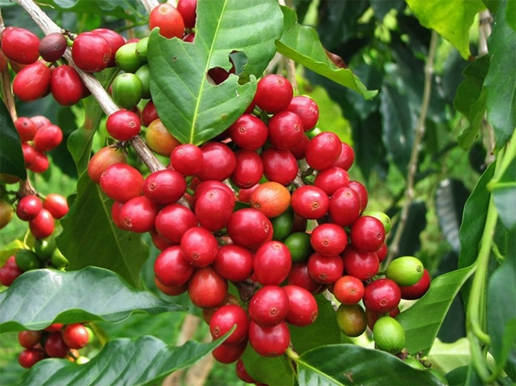 Năm 2022 xuất khẩu cà phê Việt Nam đạt mức kỷ lục về sản lượng và kim ngạch xuất khẩu