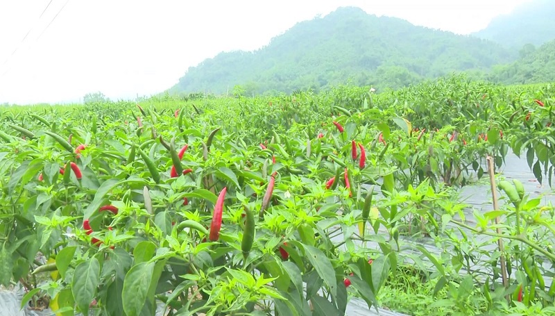 Tư vấn điều kiện xuất khẩu ớt chính ngạch sang Trung Quốc