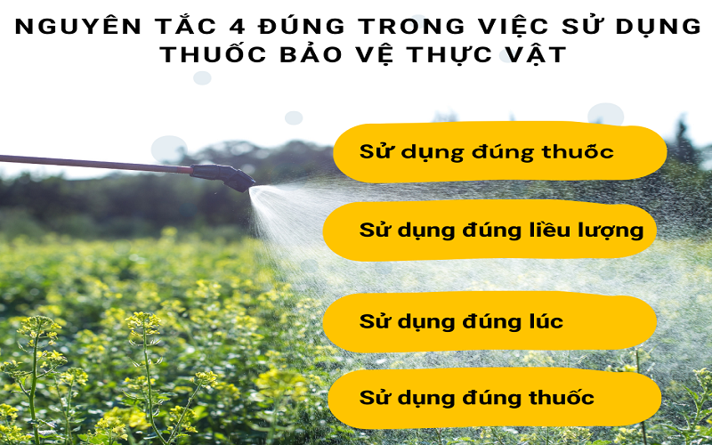 Nguyên tắc 4 đúng trong sử dụng thuốc bảo vệ thực vật