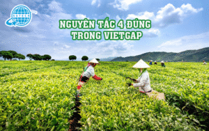 Nguyên tắc 4 đúng trong VietGAP