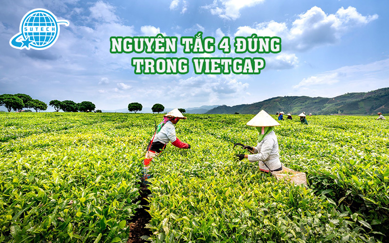 Nguyên tắc 4 đúng trong VietGAP