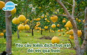 Yêu cầu kiểm dịch thực vật với quả bưởi