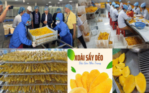 Tư vấn xoài sấy dẻo xuất khẩu