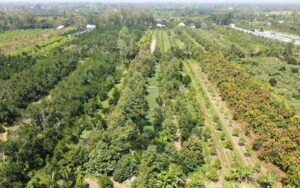 Một số điểm lưu ý trong khôi phục mã vùng trồng