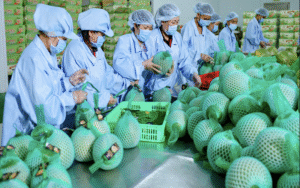 Xuất khẩu bưởi sang Trung Quốc