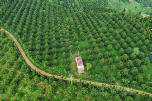 Danh sách mã vùng trồng sầu riêng mới nhất