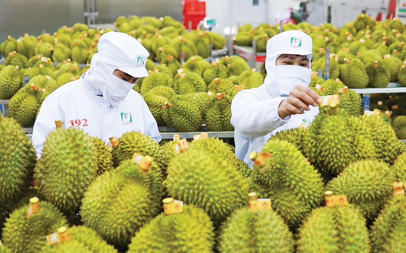 Tích cực đăng ký MSVT và CSĐG sầu riêng làm cơ sở đàm phán với GACC 1 đăng ký MSVT và CSĐG sầu riêng