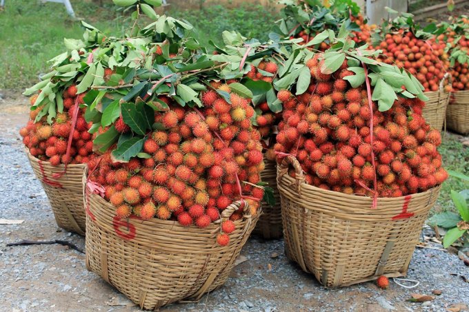 Chôm chôm xuất khẩu cần đạt những tiêu chuẩn nào? 5 Giải pháp xuất khẩu chôm chôm