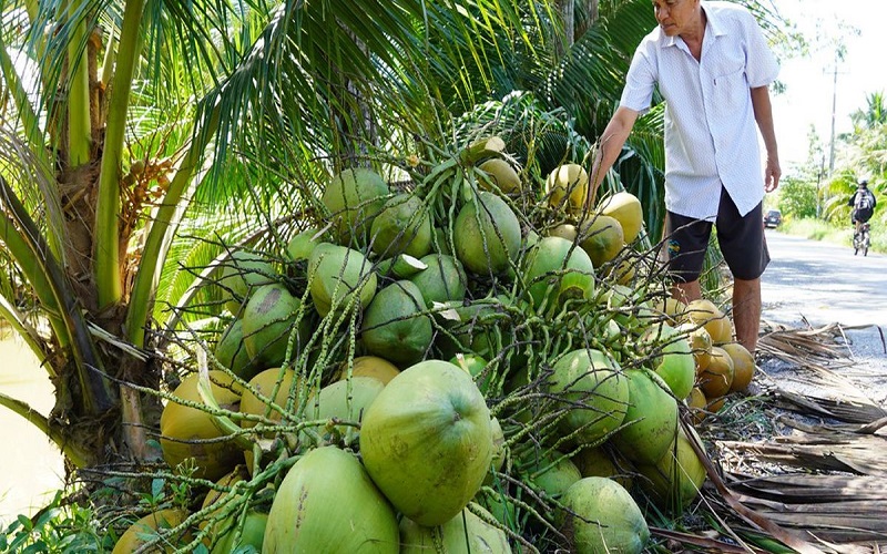 Tư vấn cấp mã số vùng trồng dừa nhanh chóng, hiệu quả 1 Mã số vùng trồng dừa