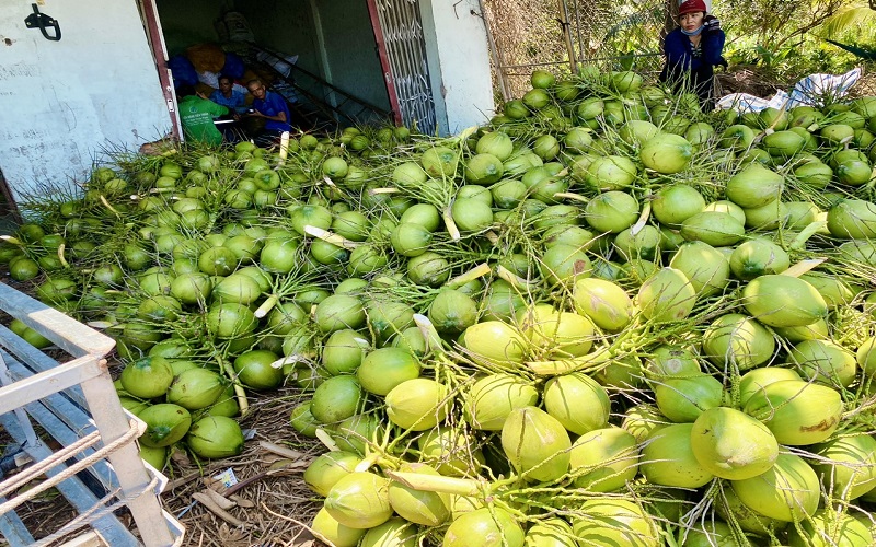 Tư vấn cấp mã số vùng trồng dừa nhanh chóng, hiệu quả 2 Lợi ích của mã số vùng trồng dừa