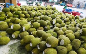 Mít xuất khẩu