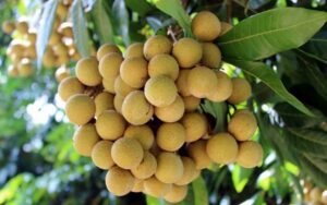 Nhãn xuất khẩu