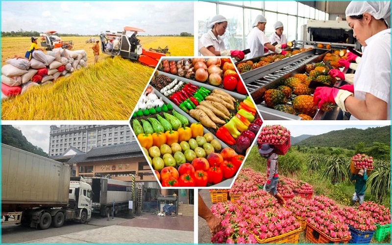 Cập nhật tình hình xuất khẩu nông sản sang Trung Quốc hiện nay 1 Xuất khẩu nông sản sang Trung Quốc