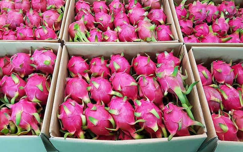 Điều kiện để Thanh long xuất khẩu thành công 3 Điều kiện để thanh long xuất khẩu