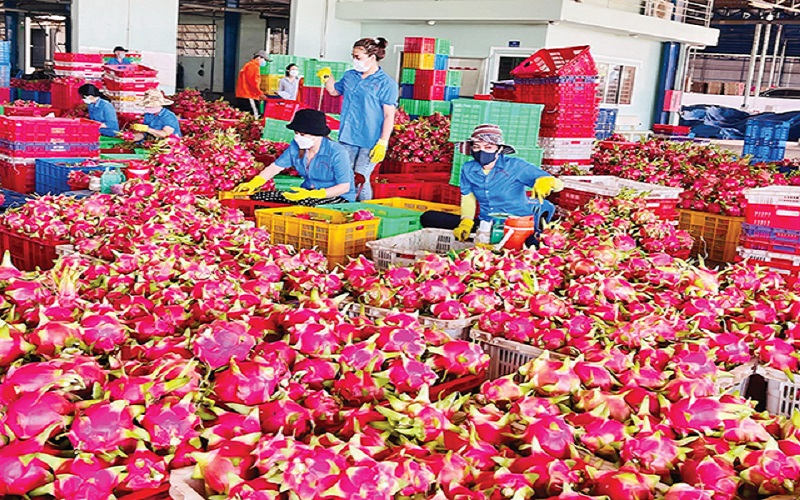 Điều kiện để Thanh long xuất khẩu thành công 2 Tình hình xuất khẩu thanh long
