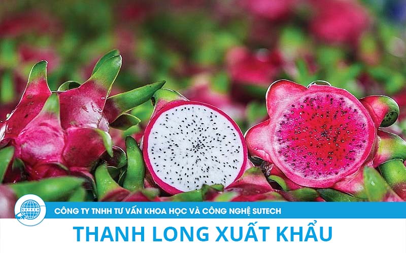 Điều kiện để Thanh long xuất khẩu thành công 1 Thanh long xuất khẩu