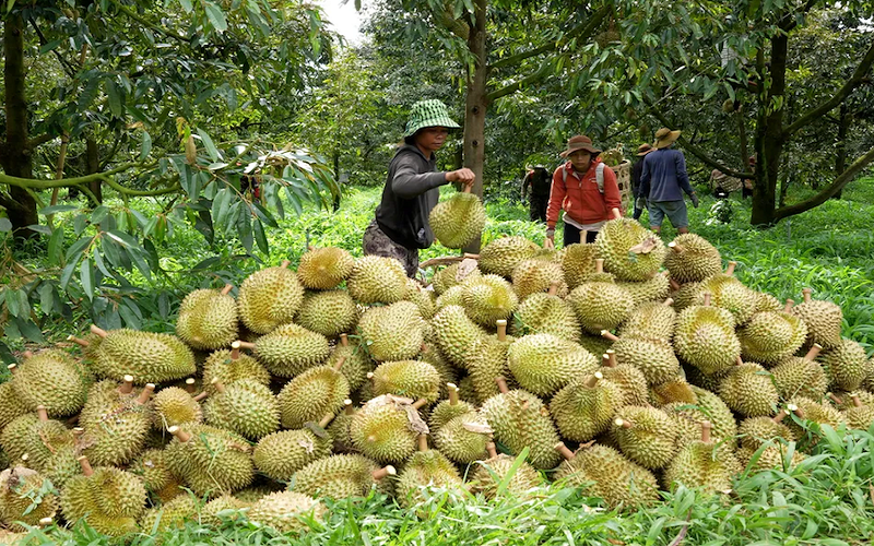 Tình hình xuất khẩu sầu riêng hiện nay 1 Xuất khẩu sầu riêng