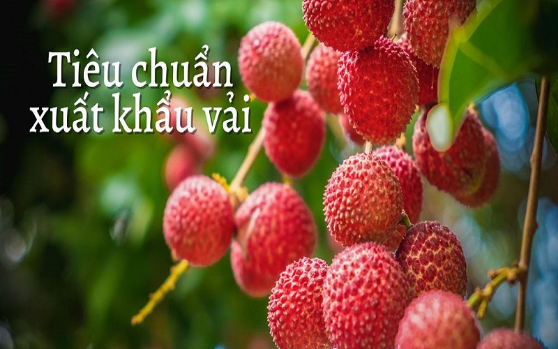 Dịch vụ tư vấn thủ tục để vải xuất khẩu trọn gói 2 Tiêu chuẩn để xuất khẩu vải