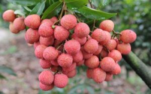 Vải xuất khẩu