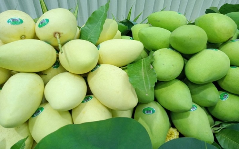 Tư vấn quy trình, thủ tục để xoài xuất khẩu trọn gói 1 Tình hình xuất khẩu xoài