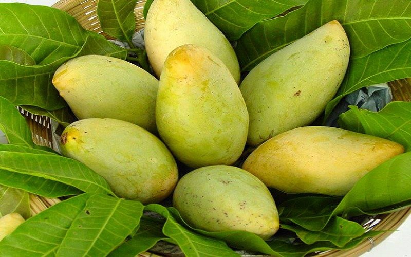 Tư vấn quy trình, thủ tục để xoài xuất khẩu trọn gói 3 Thủ tục xuất khẩu xoài