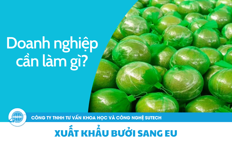 Điều kiện để doanh nghiệp xuất khẩu bưởi sang EU thành công 1 Xuất khẩu bưởi sang EU