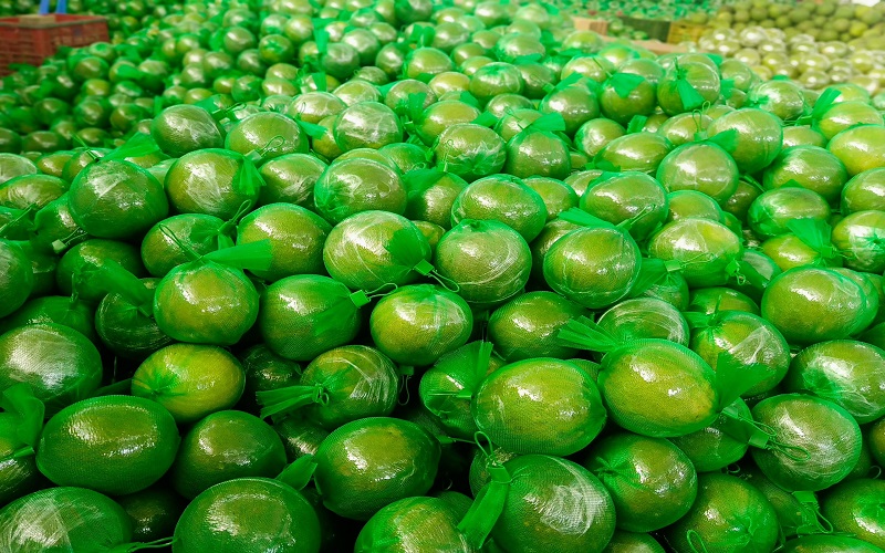 Điều kiện để doanh nghiệp xuất khẩu bưởi sang EU thành công 2 Tiềm năng của xuất khẩu bưởi