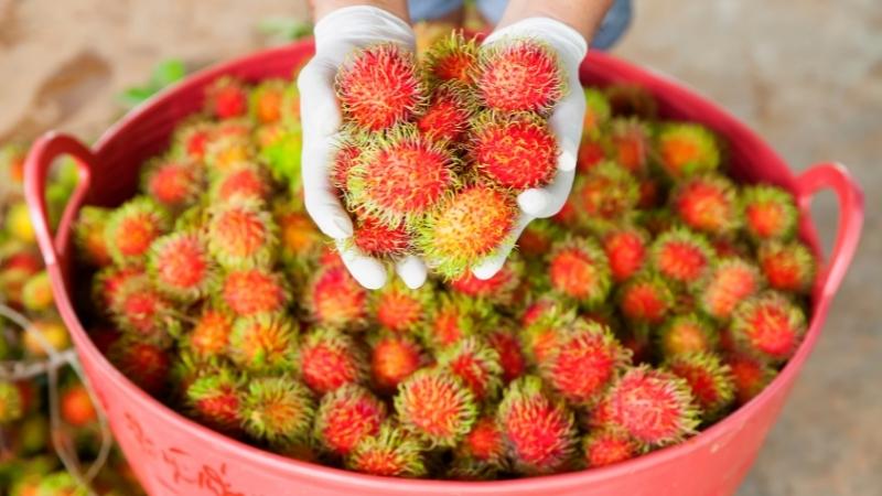 Chôm chôm xuất khẩu cần đạt những tiêu chuẩn nào? 4 Thách thức trong xuất khẩu chôm chôm