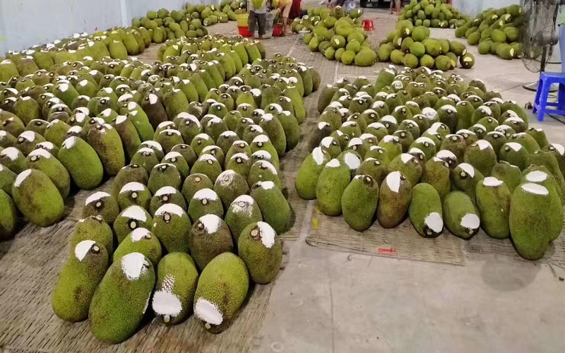 Thủ tục để mít xuất khẩu sang Trung Quốc theo đúng quy định 2 Xuất khẩu mít sang Trung Quốc