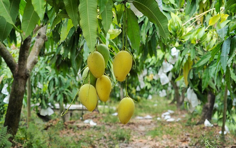 Tư vấn quy trình, thủ tục để xoài xuất khẩu trọn gói 2 Điều kiện để xuất khẩu xoài