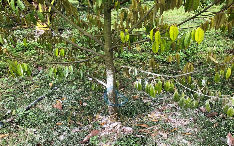 Nguyên nhân của sầu riêng nhiễm Cadimi