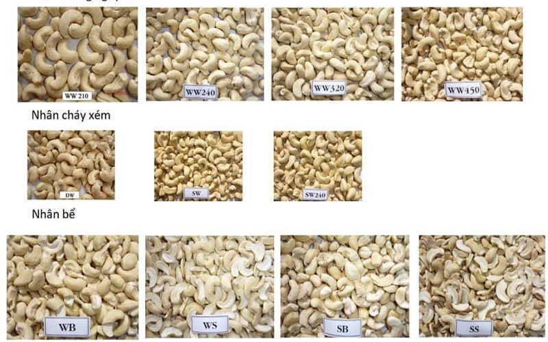Các loại hạt điều xuất khẩu phân loại theo nhân