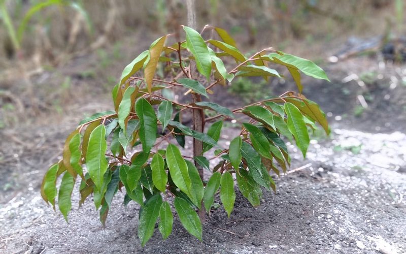 Cách chăm sóc sầu riêng mới trồng