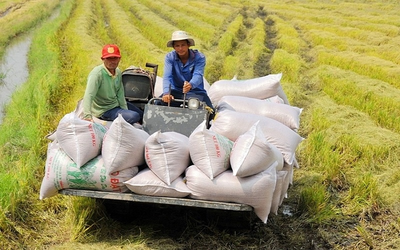 Giấy phép xuất khẩu gạo