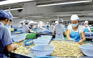 Tiêu chuẩn hạt điều xuất khẩu