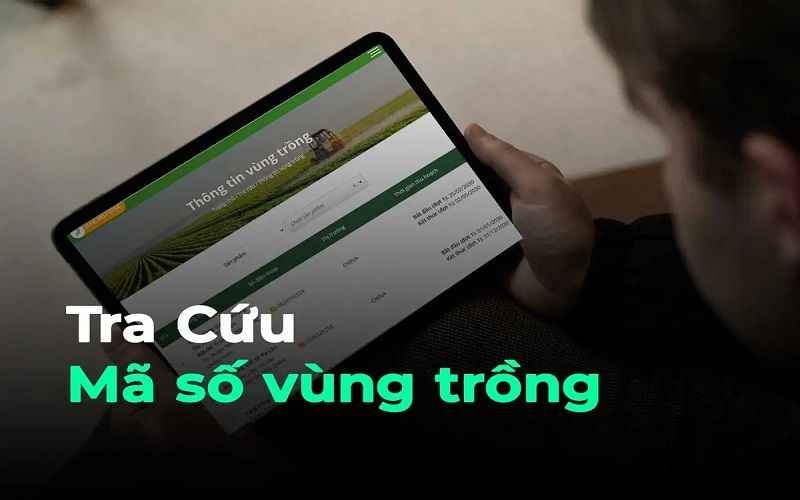 Tra cứu mã số vùng trồng