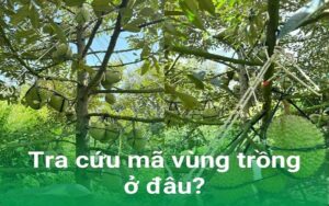 Tra cứu mã số vùng trồng