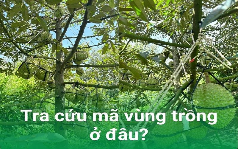 Tra cứu mã số vùng trồng