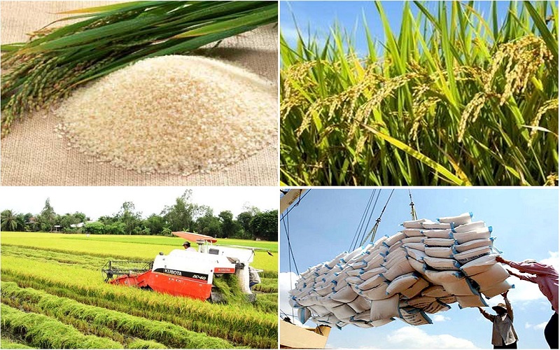 Điều kiện để xin giấy phép xuất khẩu gạo
