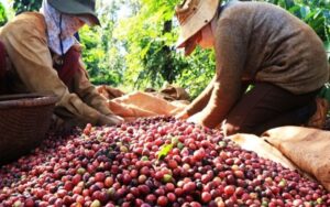 Thủ tục xuất khẩu cà phê